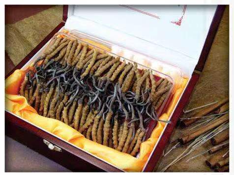 廉江冬虫夏草回收